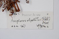 魚鱗蕨藏品圖，第2張