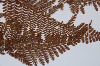 魚鱗蕨藏品圖，第3張