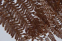 魚鱗蕨藏品圖，第4張