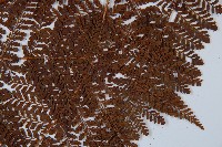 魚鱗蕨藏品圖，第5張