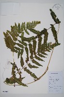 邊緣鱗蓋蕨藏品圖，第1張