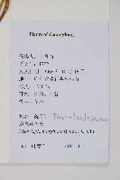 邊緣鱗蓋蕨藏品圖，第5張