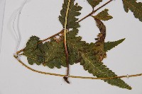 邊緣鱗蓋蕨藏品圖，第7張