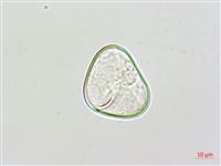 邊緣鱗蓋蕨藏品圖，第2張