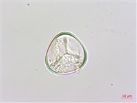 邊緣鱗蓋蕨藏品圖，第3張