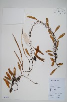 抱樹石葦藏品圖，第1張