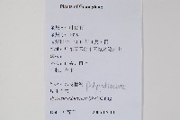 抱樹石葦藏品圖，第2張