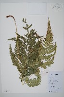 中華複葉耳蕨藏品圖，第1張