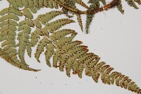 中華複葉耳蕨藏品圖，第3張