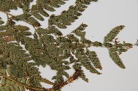 中華複葉耳蕨藏品圖，第4張