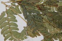 中華複葉耳蕨藏品圖，第5張