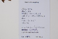 石生鐵角蕨藏品圖，第2張