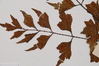 石生鐵角蕨藏品圖，第3張