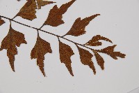 石生鐵角蕨藏品圖，第5張