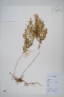 江南卷柏藏品圖，第1張