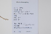 江南卷柏藏品圖，第2張