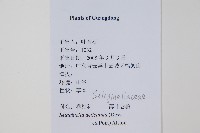 全緣卷柏藏品圖，第2張