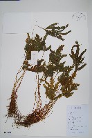 鳳尾蕨藏品圖，第1張