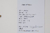 肢節蕨藏品圖，第2張