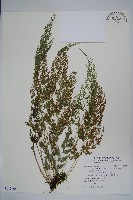 日本金粉蕨藏品圖，第1張