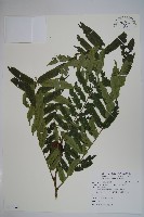 觀音座蓮藏品圖，第1張