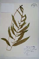 大線蕨藏品圖，第1張