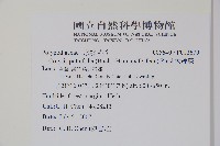 大線蕨藏品圖，第2張