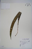 粵瓦葦藏品圖，第1張