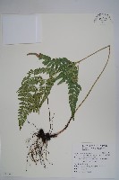 小葉複葉耳蕨藏品圖，第1張