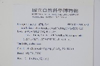 小葉複葉耳蕨藏品圖，第2張