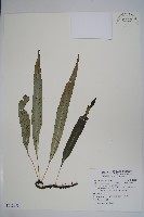 波氏星蕨藏品圖，第1張