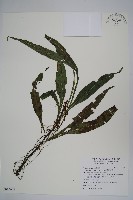 萊氏線蕨藏品圖，第1張