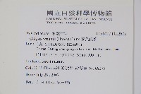 萊氏線蕨藏品圖，第2張