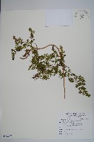 海金沙藏品圖，第1張