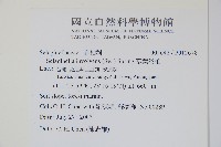 密葉卷柏藏品圖，第2張