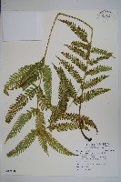 有刺鳳尾蕨藏品圖，第1張