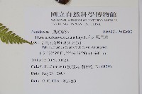 有刺鳳尾蕨藏品圖，第2張