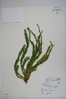 福氏石松藏品圖，第1張