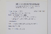 福氏石松藏品圖，第2張