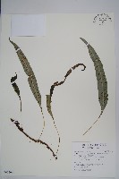 波氏星蕨藏品圖，第1張