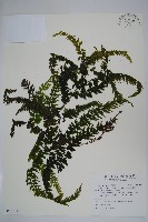 瓶蕨藏品圖，第1張