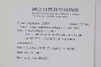 瓶蕨藏品圖，第2張