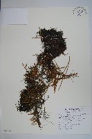 絨毛石葦藏品圖，第1張