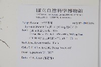 絨毛石葦藏品圖，第2張