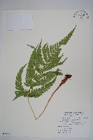 南海鱗毛蕨藏品圖，第1張