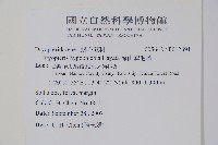 南海鱗毛蕨藏品圖，第2張