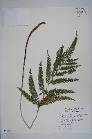 細葉複葉耳蕨藏品圖，第1張