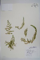 高雄卷柏藏品圖，第1張