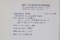 高雄卷柏藏品圖，第2張