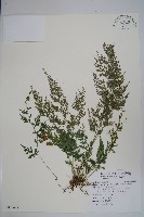 日本金粉蕨藏品圖，第1張